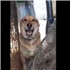 «Собачки просятся обратно»: бездомный пёс захотел вернуться в красноярский приют (видео)