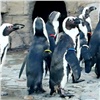 Красноярские пингвины переехали в летнюю «резиденцию» (видео)