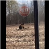 «Мишаня, привет!»: в Пировском районе двое местных жителей встретили медведя (видео)