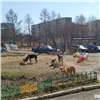 В Красноярске отлов бродячих псов проходит с нарушениями