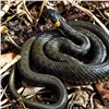 «Стали активнее в жаркую погоду»: на «Столбах» прокомментировали нападение змеи на красноярца