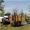 На правобережье Красноярска ради ремонта канализации пересаживают 80 новых деревьев