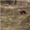 «Где-то рядом ходит мама»: у трассы в Красноярском крае заметили сразу трёх гуляющих медвежат (видео)