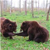 В Красноярском крае отстрелят почти сотню опасных медведей