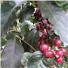 В красноярской школе появилась маленькая кофейная плантация
