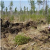 500 тысяч сосен высажены в Красноярском крае по проекту РУСАЛа «Под зелёным крылом»