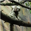 У редких крохотных обезьянок из красноярского зоопарка появилось потомство