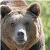 Тувинец сумел отбиться от медведя и откусил ему язык