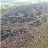 В Красноярском крае резко увеличилась площадь лесных пожаров