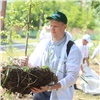 На правобережье Красноярска высадили яблоневые аллеи