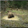 В этом году медведи на «Столбах» начали купаться позже обычного
