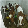 В Ужурском районе «корова-героиня» родила троих здоровых телят