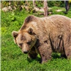 Под Красноярском застрелили опасных медведей (видео)