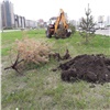 В Красноярске по гарантии начали менять деревья (видео)