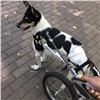 В Красноярске собака с инвалидной коляской ищет хозяев