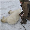 «Изолировали от лишнего внимания»: появились первые сведения о состоянии пойманной в Норильске медведицы