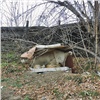 «Это уже реальная угроза»: для бездомных собак в Красноярске хотят построить приют