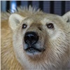Истощенную норильскую белую медведицу в красноярском «Роевом ручье» угостили мороженым из фруктов и ягод