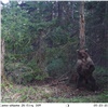 В красноярском заповеднике раскрыли тайну медвежьих «танцев» вокруг деревьев