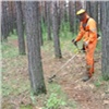В лесу красноярского Академгородка начали регулярно косить траву. Уже повредили больше 70 деревьев