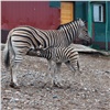 Красноярский зоопарк впервые показал детёныша зебры (видео)