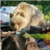 Под Норильском медведь пришел на стоянку туристов и съел их шашлык (видео)