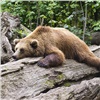 Учёный из Красноярска раскрыл тайну частых нападений медведей на людей