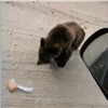 В Красноярском крае водитель встретил медведя и угостил его пирогом в пакете (видео)