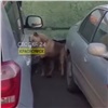 На Взлетке бродячие собаки «разобрали» машину в погоне за кошкой (видео)