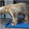 «Остается испачканной»: новая белая медведица в красноярском «Роевом ручье» до сих пор не отмылась от грязи