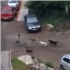 В красноярском Студгородке свора собак напала на девушку. Отбивалась с криком (видео)