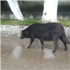 Красноярским отловщикам мешают забирать бездомных псов с улиц Студгородка (видео)