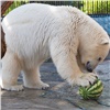 «Расправились за две минуты»: белые медведи в зоопарке Красноярска спасаются от жары арбузами