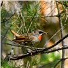 В красноярском заповеднике сфотографировали очень скрытную и красивую птицу