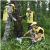 В березовой роще Академгородка хотят вырубить опасные деревья