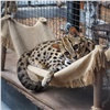 Зоопарк показал красноярцам бенгала со взглядом «кота из Шрека»