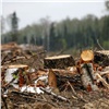 Под Красноярском на особо защитном участке неизвестные вырубили лес на 800 тысяч