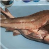 Таймырский браконьер попал под уголовное дело за незаконно добытых осетров. Каждая рыбка обошлась в 160 тысяч