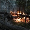 Регионы России могут лишить права устанавливать «зоны контроля» в лесах. Это поможет тушить больше лесных пожаров