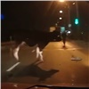 В Красноярске из фургона вывалилась корова. Может быть краденой (видео)