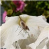 В Туве нашли редкую краснокнижную муху