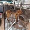 Красноярские зоозащитники показали спецоперацию по спасению бездомной собаки из ливнёвки (видео)