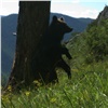 В Саяно-Шушенском заповеднике показали «танцующих» медведей и рассказали о причинах их драк (видео)