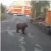 «Поцелуй его в носик и отпусти»: в Норильске медведь пришел на местную турбазу (видео)