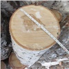 Двое мужчин спилили несколько деревьев в Красноярском крае и получили судимости