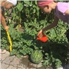 Красноярские детсады вырастили гигантские овощи и подарят их зоопарку
