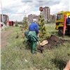 В Красноярске 609 погибших деревьев поменяют на новые: не прижились