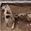 В Красноярске обнаружили череп пещерного льва. Находке 30 тысяч лет