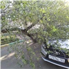 На правобережье Красноярска на машину рухнуло дерево
