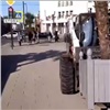С красноярских улиц раньше обычного увозят теплолюбивые деревья (видео)
